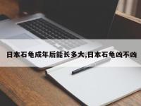 日本石龟成年后能长多大,日本石龟凶不凶